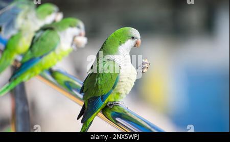 01/03/2023 Monk Parakeets also known as Quaker Parrots in Caleta de Velez Marina, Torre del Mar, Spain Stock Photo