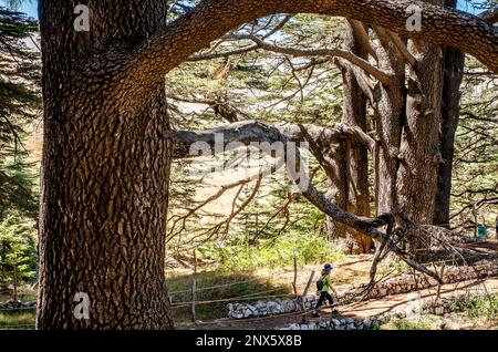 The Cedars (ARZ AL-RAB). Located around 5 km above Bcharré, Qadisha valley, Lebanon Stock Photo