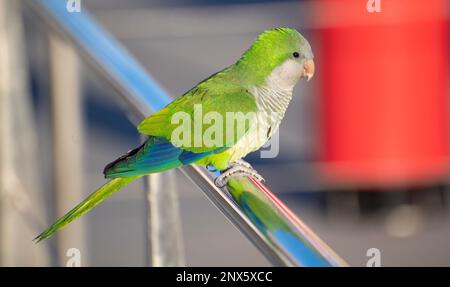 01/03/2023 Monk Parakeets also known as Quaker Parrots in Caleta de Velez Marina, Torre del Mar, Spain Stock Photo