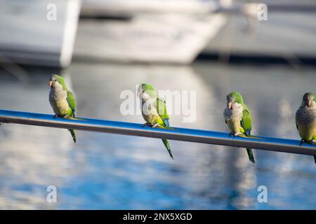 01/03/2023 Monk Parakeets also known as Quaker Parrots in Caleta de Velez Marina, Torre del Mar, Spain Stock Photo