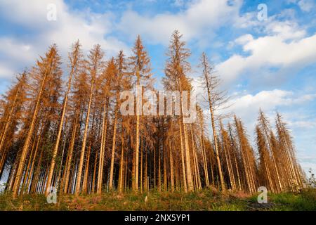 Dying trees in the Harz Mountains. Dead trees. Drought due to climate change. Stock Photo