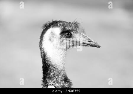 Side close-up portrait of an emu. Large flightless bird. Dromaius. Stock Photo