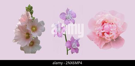 Peony, Mallow and Delphinium flowers set on pink background. Stock Photo