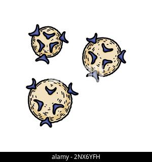 T-helper cells isolated on white background. Hand drawn scientific microbiology vector illustration in sketch style. Adaptive immune system Stock Vector