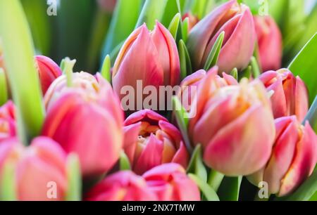 tulips, group of red flower buds at easter time Stock Photo