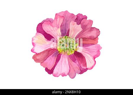 Beautiful vector pink flower with yellow stamens. Watercolor hand drawn illustration. Isolated on white background Stock Vector