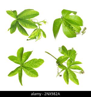 Set with Passiflora plant (passion fruit) leaves on white background Stock Photo