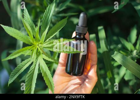 Farmer's hands with bottle over cannabis plant. Top View, natural light. CBD oil conceptual image, mock-up. Flat lay photography Stock Photo