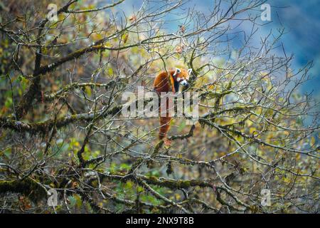 A red panda female in her habitat perched upon a mossy oak nut tree inside an Himalayan valley Stock Photo