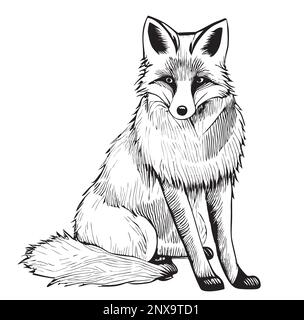 Cute Fox sitting hand drawn sketch illustration Wild animals Stock Vector