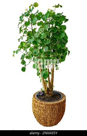 isolated on white polyscias green houseplant in woven pot . Stock Photo