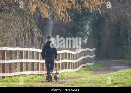 Rear view of a young woman walking two small dogs on leads in a UK park. The woman follows a gravel track alongside a wooden post fence. Stock Photo