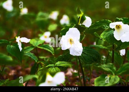 Spring-time Trillium blooming in a hardwood forest in Eden Township, Michigan, USA Stock Photo