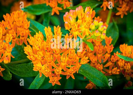 Close-up view of the Butterfly weed(Asclepias tuberosa) in Ludington, Michigan, USA Stock Photo