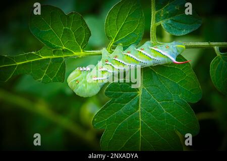 Waved Sphinx Moth (Ceratomia undulosa) caterpillar (larva) on a branch ...