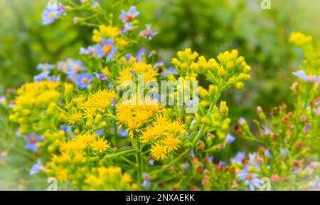 Backyard native wildflower garden -- Showy goldenrod(Solidago speciosa) and Sky blue aster(Aster azureus) in Ludington, Michigan, USA Stock Photo