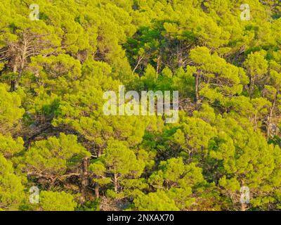 Pine trees forest in Biokovo mountain Croatia Stock Photo