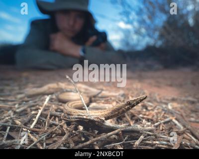 Man lying on ground looking at a Wild burtons legless lizard (Lialis burtonis), Australia Stock Photo