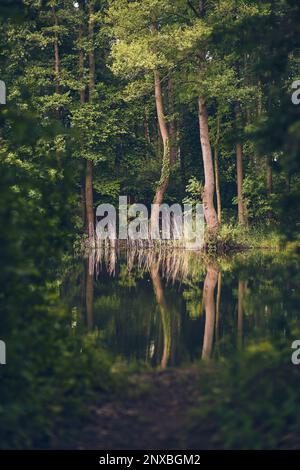 Scenery of a lake reflecting colorful trees in an autumn forest Stock ...