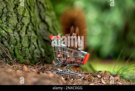 European red squirrel is collecting hazelnuts in a shopping trolley. Stock Photo