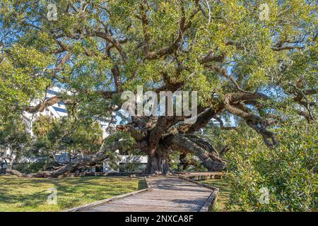 Treaty Oak, a massive and ancient Florida live oak tree at Jessie Ball duPont Park in downtown Jacksonville, Florida. (USA) Stock Photo