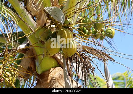 Coconut palm with coconuts on a sky background. Tree on a tropical beach Stock Photo
