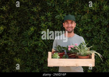 Man gardener in green cap holds wooden box with houseplants in front of living evergreen fence Phillyrea latifolia. Delivery of seedlings from plant n Stock Photo