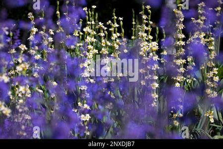 flowerbed of purple Lavender and yellow Sisyrinchium Striatum flowers, also known as pale yellow-eyed-grass or satin flower Stock Photo