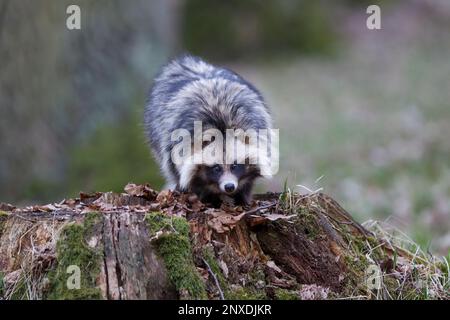 Marderhund, Nyctereutes procyonoides, common raccoon dog Stock Photo