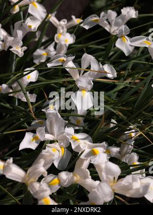 a garden bed of many white Iris flowers Stock Photo