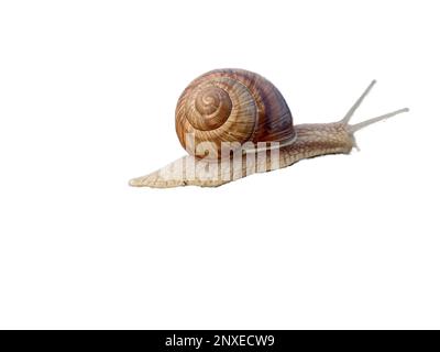 Snail isolated on white background Stock Photo