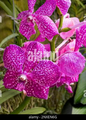 Tropical pink orchids growing in the warmth of the Princess of Wales Conservatory, Royal Botanic Gardens Kew during the 2023 Cameroon Orchid Festival Stock Photo