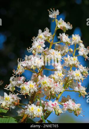 Blossoming chestnut tree in spring in a close-up Stock Photo
