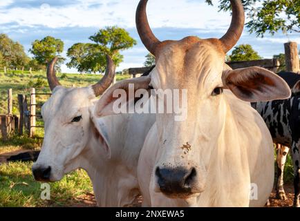 nelore cattle in corral, white cow Stock Photo