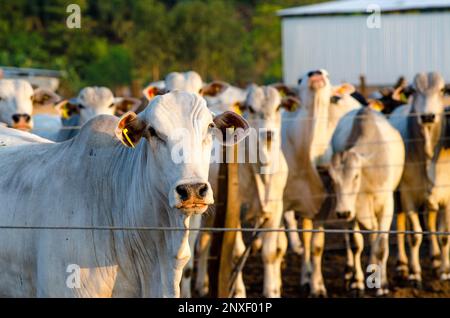 nelore cattle in corral, white cow lokking at camera Stock Photo