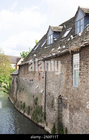 Residential properties on the River Windrush in Witney, Oxfordshire in the UK Stock Photo