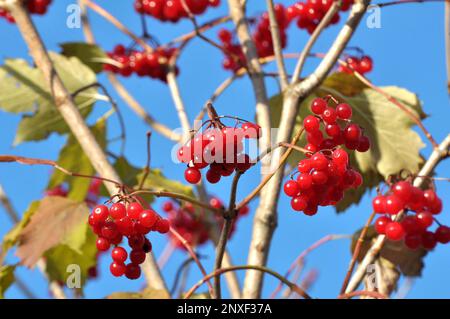 Guelder rose (Viburnum opulus) red berries ripen on the branch of the bush Stock Photo