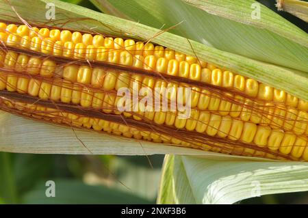In the summer on a young stalk of corn ripens cob Stock Photo