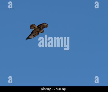 Common Buzzard soaring Stock Photo