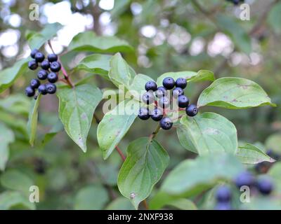 Black berries of cornus sanguinea ripen on a branch of a bush. Stock Photo