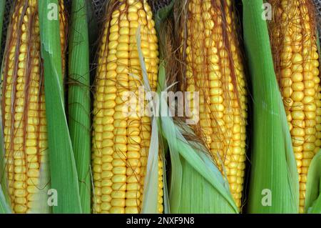Cob of young corn of milk ripeness Stock Photo
