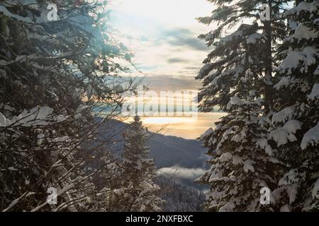Sunset in a mountain winter forest, windless, nature froze. Sunset sky in soft, refined colors (on sophisticated taste) over snow-covered trees and co Stock Photo