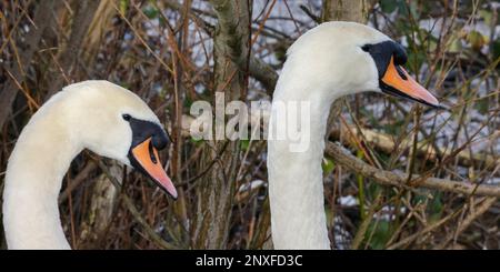 Kinnego, Lough Neagh, County Armagh, Northern Ireland, UK. 01 Mar 2023. UK weather - a dry but cool start to spring and the month of March. High pressure producing  grey sky with some sunny spells and a cold easterly breeze. Two swans on the shore of Lough Neagh. Credit: David Hunter/Alamy Live News. Stock Photo