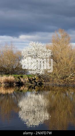 Kinnego, Lough Neagh, County Armagh, Northern Ireland, UK. 01 Mar 2023. UK weather - a dry but cool start to spring and the month of March. High pressure producing  grey sky with some sunny spellls and a cold easterly breeze.  Early spring blossom in full bloom at the start of March and Spring. Credit: David Hunter/Alamy Live News. Stock Photo