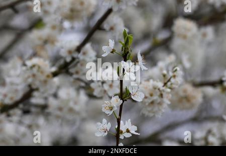 Kinnego, Lough Neagh, County Armagh, Northern Ireland, UK. 01 Mar 2023. UK weather - a dry but cool start to spring and the month of March. High pressure producing  grey sky with some sunny spellls and a cold easterly breeze.  Early spring blossom in full bloom at the start of March and Spring. Credit: David Hunter/Alamy Live News. Stock Photo