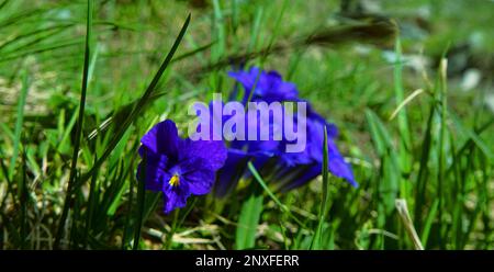 Gentiana centaury (Gentiana grandiflora Laxm. or Gentiana/Ericoila altaica) in Altai mountains. Subalpine and alpine meadows, large-stoned scree, 2800 Stock Photo