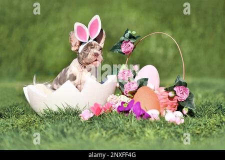 Merle French Bulldog dog puppy sitting in egg shell next to Easter basket and colorful eggs with spring flowers Stock Photo