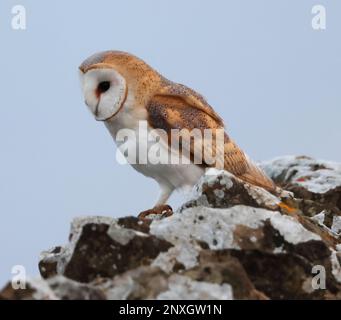 Barn Owl in the Cotswold Hills in Gloucestershire UK Stock Photo