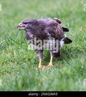 Common Buzzard (Buteo buteo) in a field picking up some scraps of prey Stock Photo