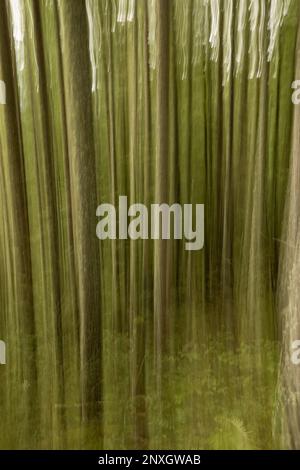 WA23153-00...WASHINGTON - Pan motion view of a forest of tall, skinny, trees in Wallace Falls State Park. Stock Photo